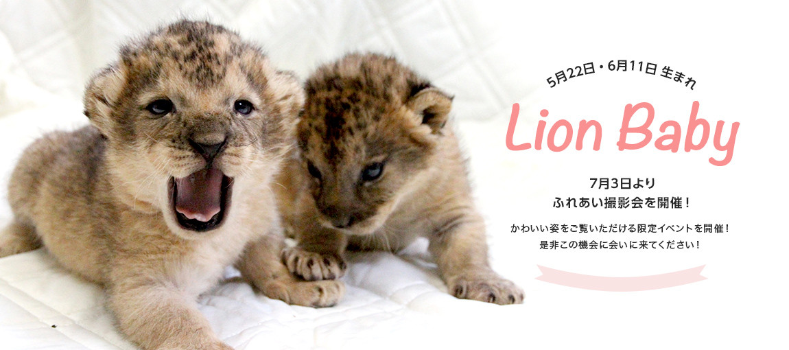 富士サファリパーク　ライオンの赤ちゃん　混雑