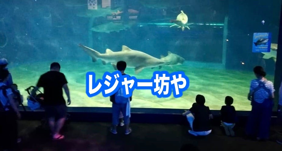 大洗水族館　サメ