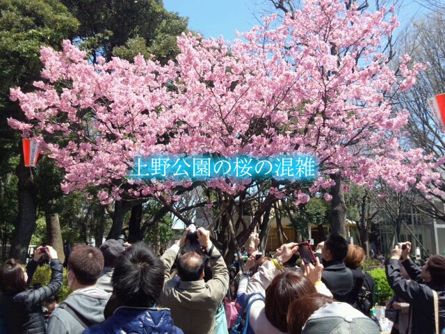 上野公園の桜混雑21 お花見の場所取り 見頃 屋台とイルミネーション混雑 レジャー坊や