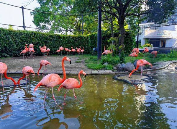 上野動物園3月(無料開放日含む)の混雑状況予想