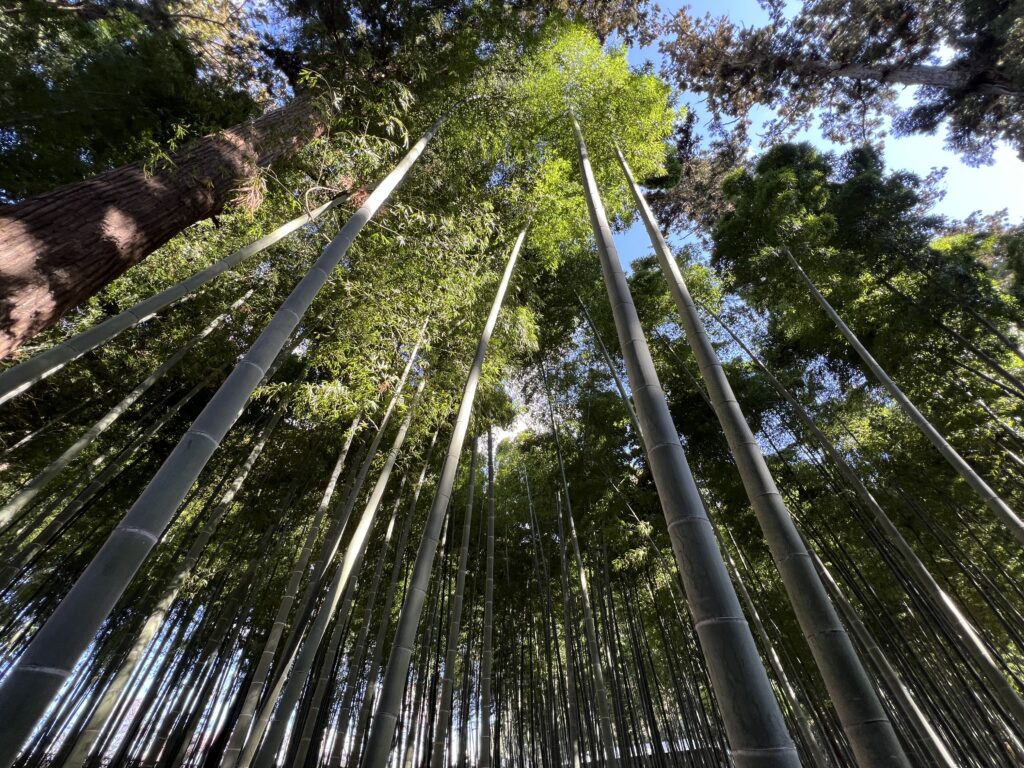 孟宗竹林で国内最大1000本以上植えられての竹を楽しむ